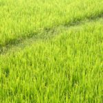 ゆめおばこ(秋田・青空ﾚｽﾄﾗﾝ)新米を通販お取り寄せ！ご飯のお供や口ｺﾐも？