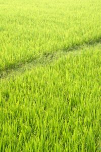 ゆめおばこ(秋田・青空ﾚｽﾄﾗﾝ)新米を通販お取り寄せ！ご飯のお供や口ｺﾐも？