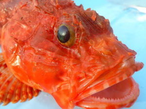 オニカサゴ＠千葉県富津の通販お取り寄せ｜満天青空レストラン